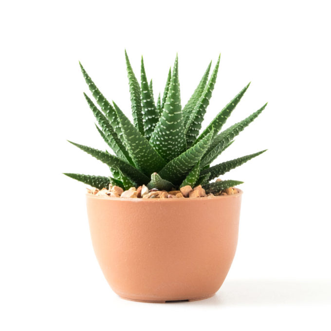 Plante
