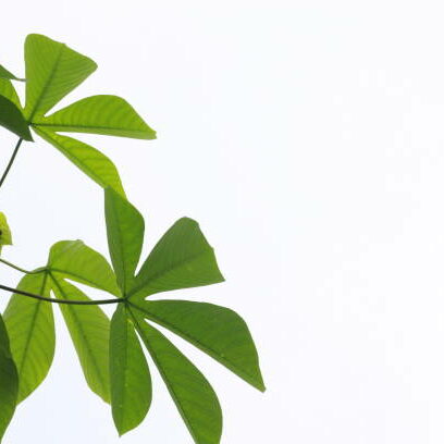 Green cassava leaves isolated on white background, element for brush or design