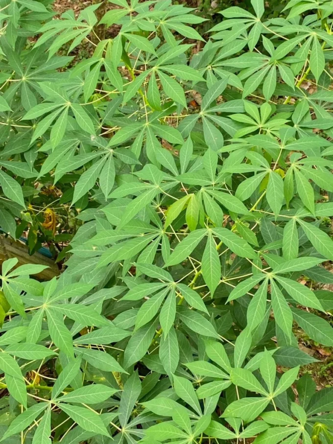 Feuille de manioc Fraiches_Sandy